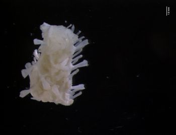 Media type: image; Invertebrate Zoology 139989